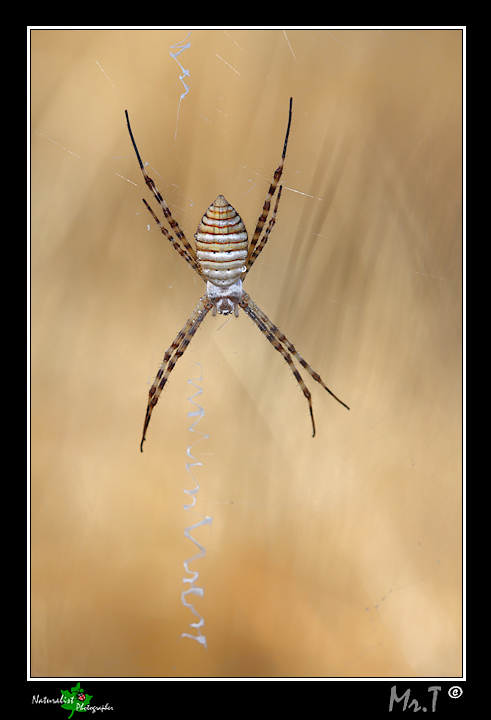 Argiope trifasciata